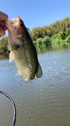 ラージマウスバスの釣果