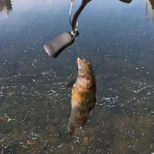 チチブの釣果