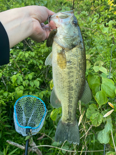 ブラックバスの釣果