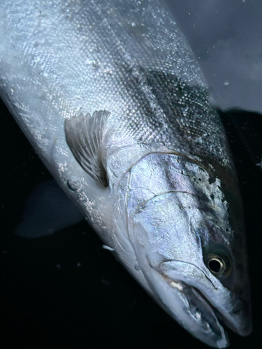 サクラマスの釣果