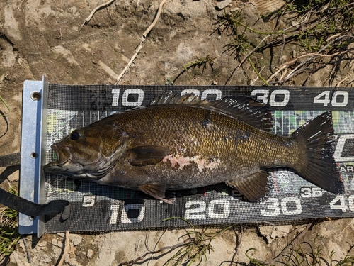 スモールマウスバスの釣果