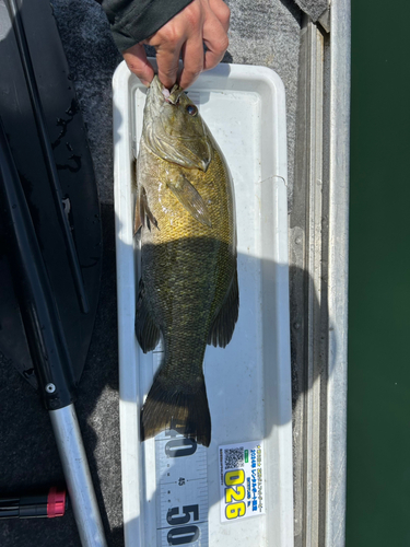 スモールマウスバスの釣果