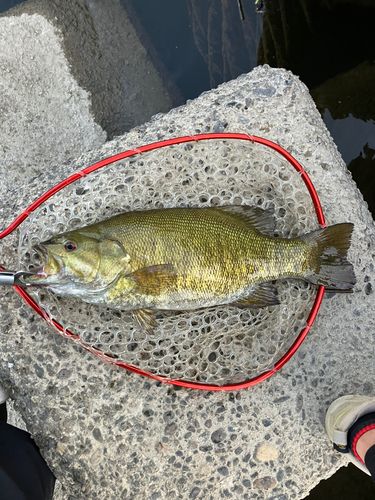 釣果