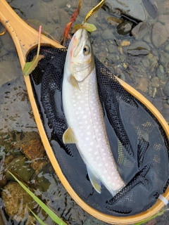 アメマスの釣果