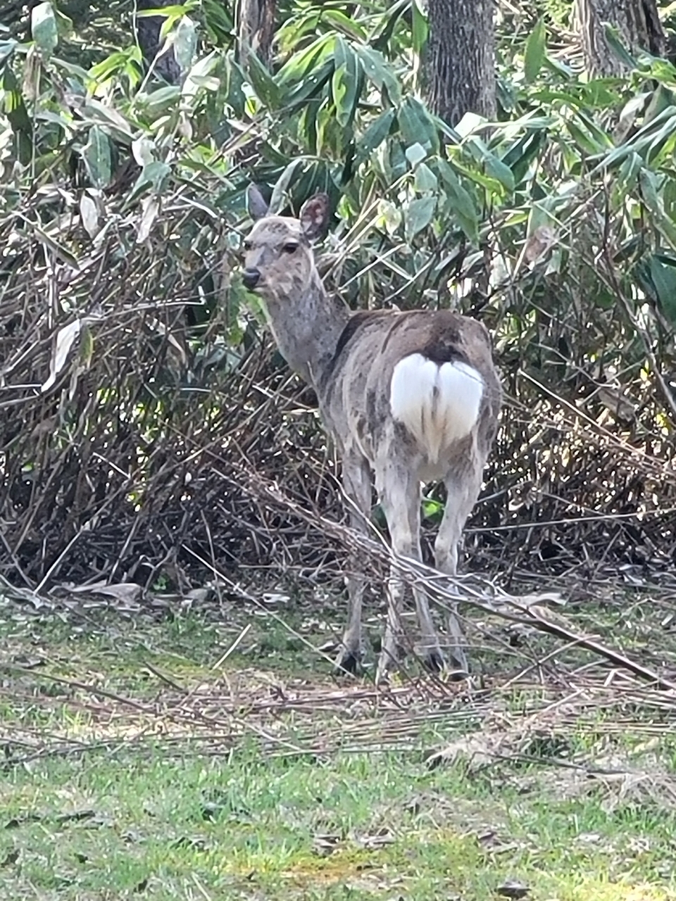 アメマス