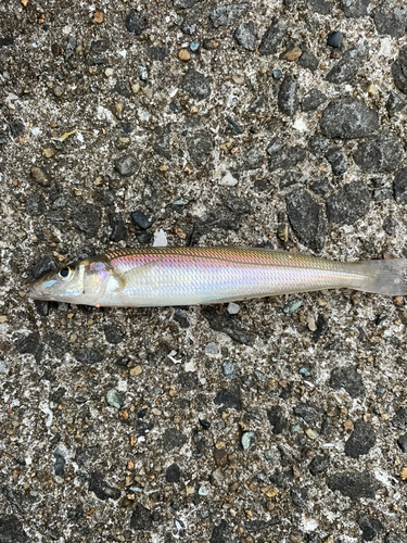 シロギスの釣果