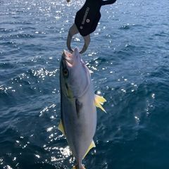 ハマチの釣果