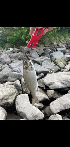 セイゴ（ヒラスズキ）の釣果