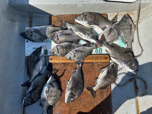 クロダイの釣果