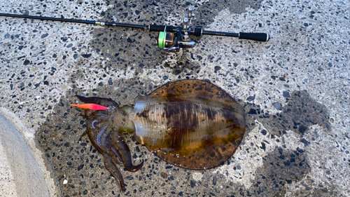 アオリイカの釣果