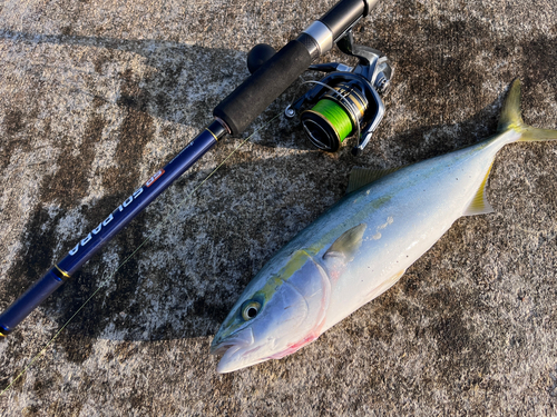 イナダの釣果