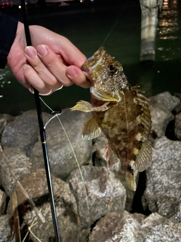 カサゴの釣果