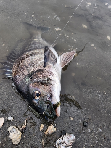 チヌの釣果