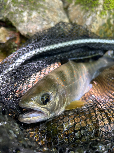 アマゴの釣果