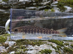 カワサバの釣果