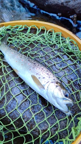 ブラウントラウトの釣果