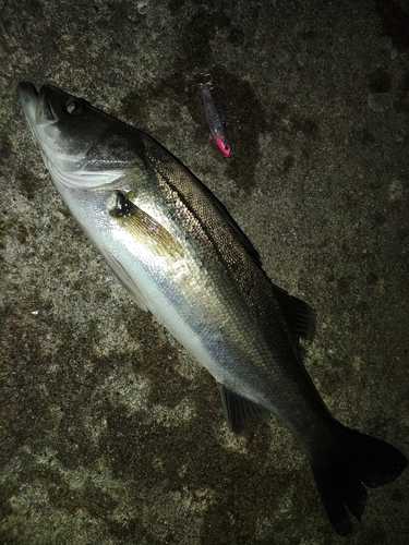 セイゴ（マルスズキ）の釣果