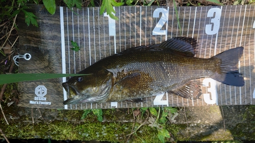 スモールマウスバスの釣果