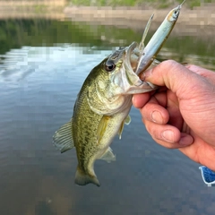 ラージマウスバスの釣果