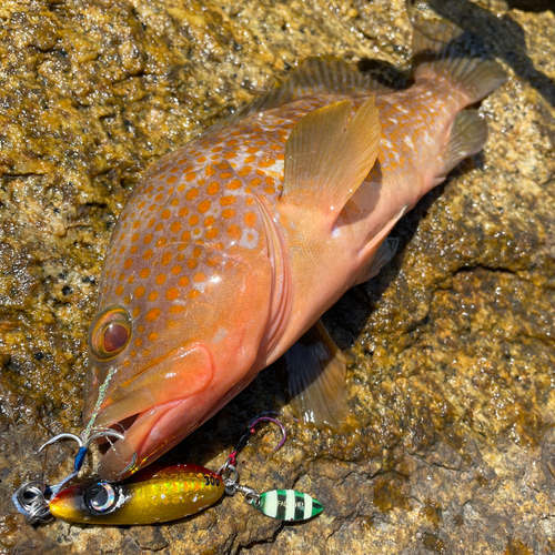 キジハタの釣果