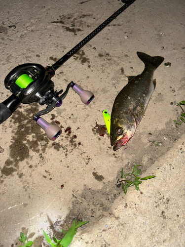 シーバスの釣果