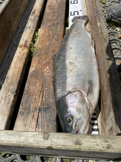 ニジマスの釣果