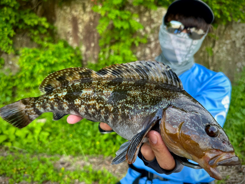 アイナメの釣果