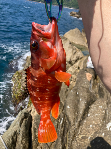 アカハタの釣果