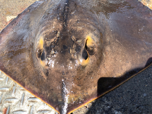 アカエイの釣果