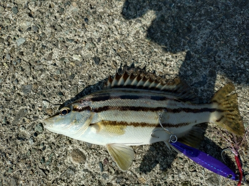 シマイサキの釣果