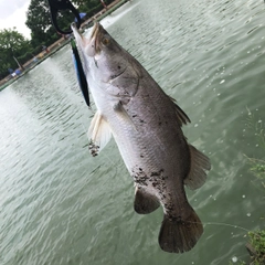 バラマンディの釣果