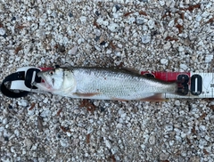 ハスの釣果