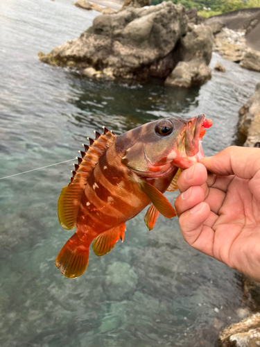 アカハタの釣果