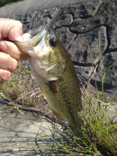 ラージマウスバスの釣果