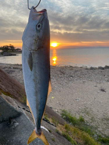 フクラギの釣果