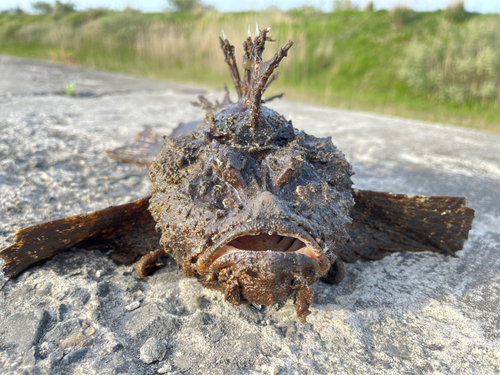 カジカの釣果