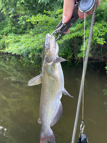 アメリカナマズの釣果