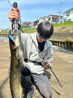 ニホンナマズの釣果