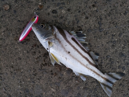 コトヒキの釣果