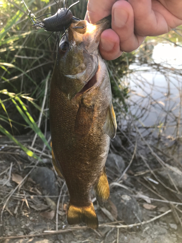 スモールマウスバスの釣果