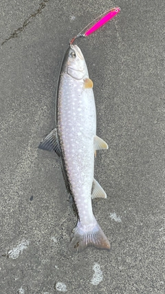 アメマスの釣果