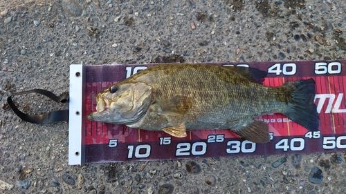 スモールマウスバスの釣果
