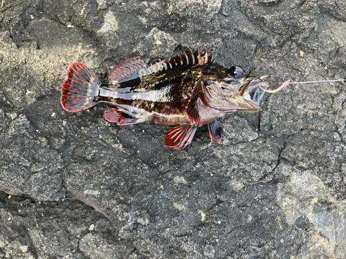 カサゴの釣果