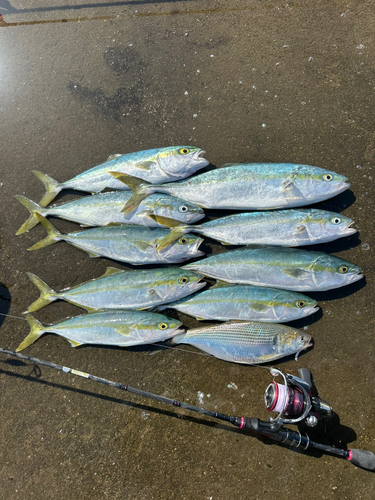 イナダの釣果