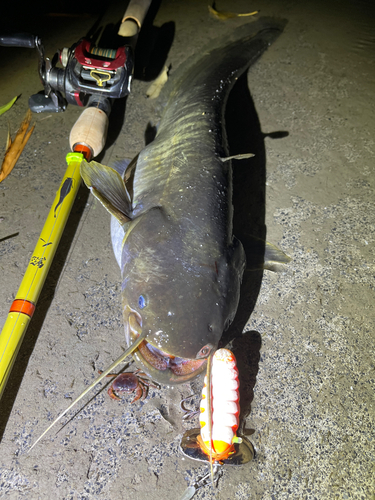 ナマズの釣果