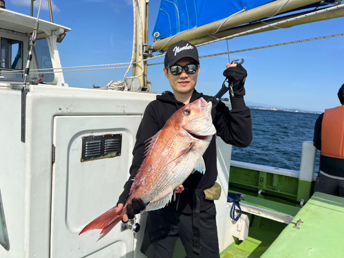 マダイの釣果