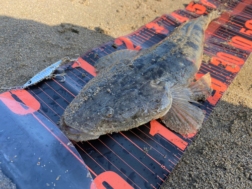 マゴチの釣果