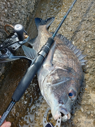 チヌの釣果