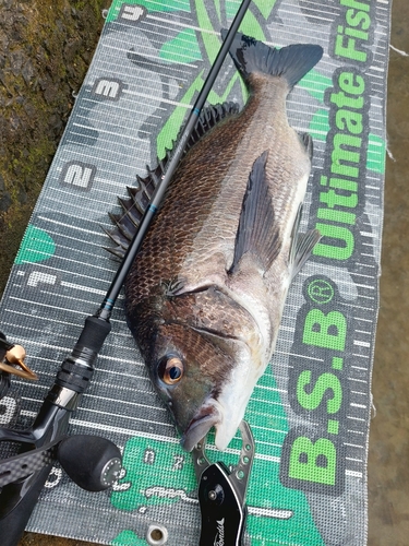 チヌの釣果