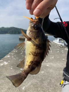 メバルの釣果